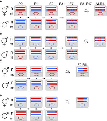 The Genetic Architecture of Intra-Species Hybrid Mito-Nuclear Epistasis